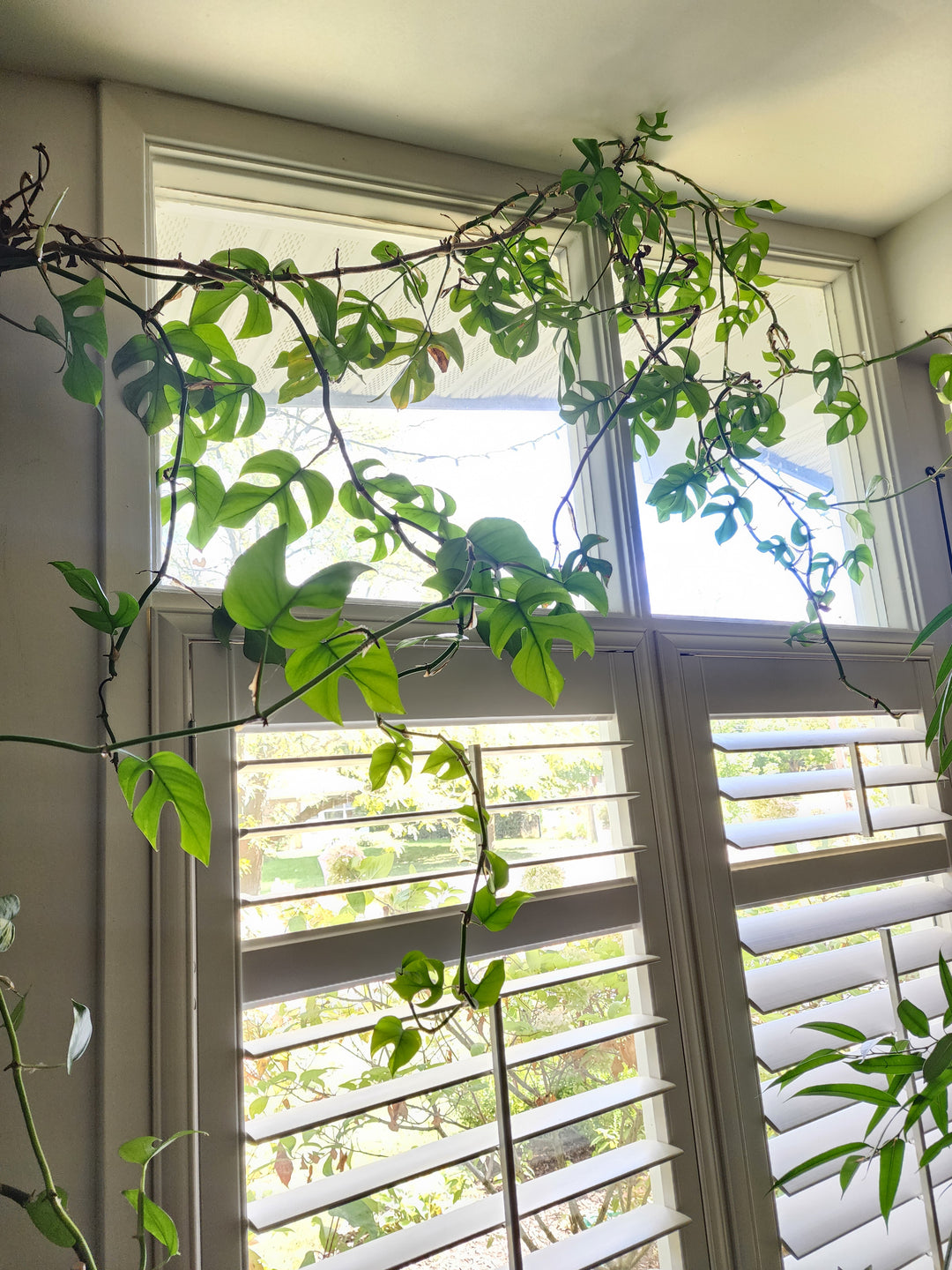 Bringing Indoor Tropical Plants Indoors for the Fall: Tips From a Horticulturist