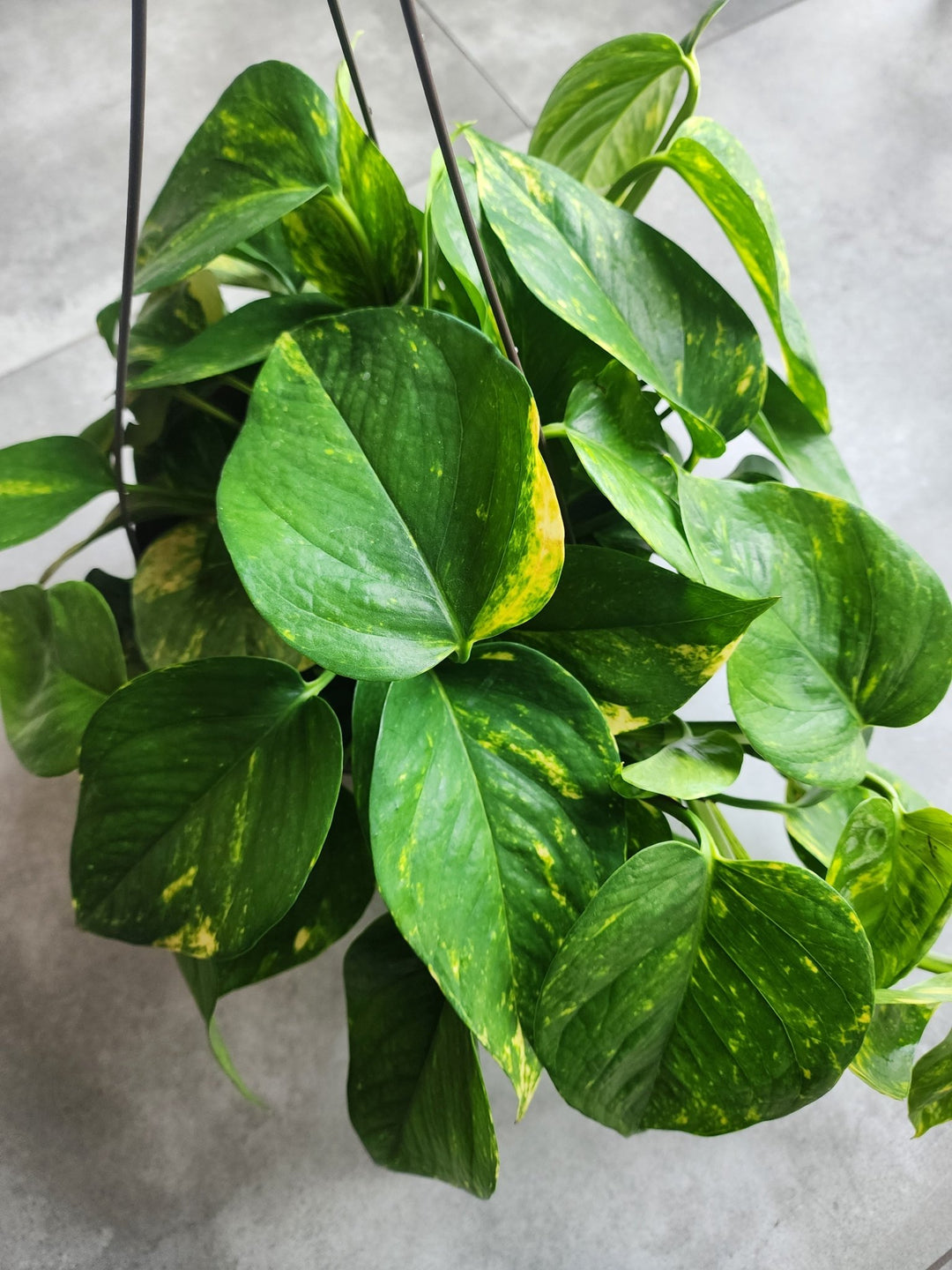 10" Epipremnum aureum 'Golden' HB - Golden Pothos Hanging Basket - Grow & Bloom Co.