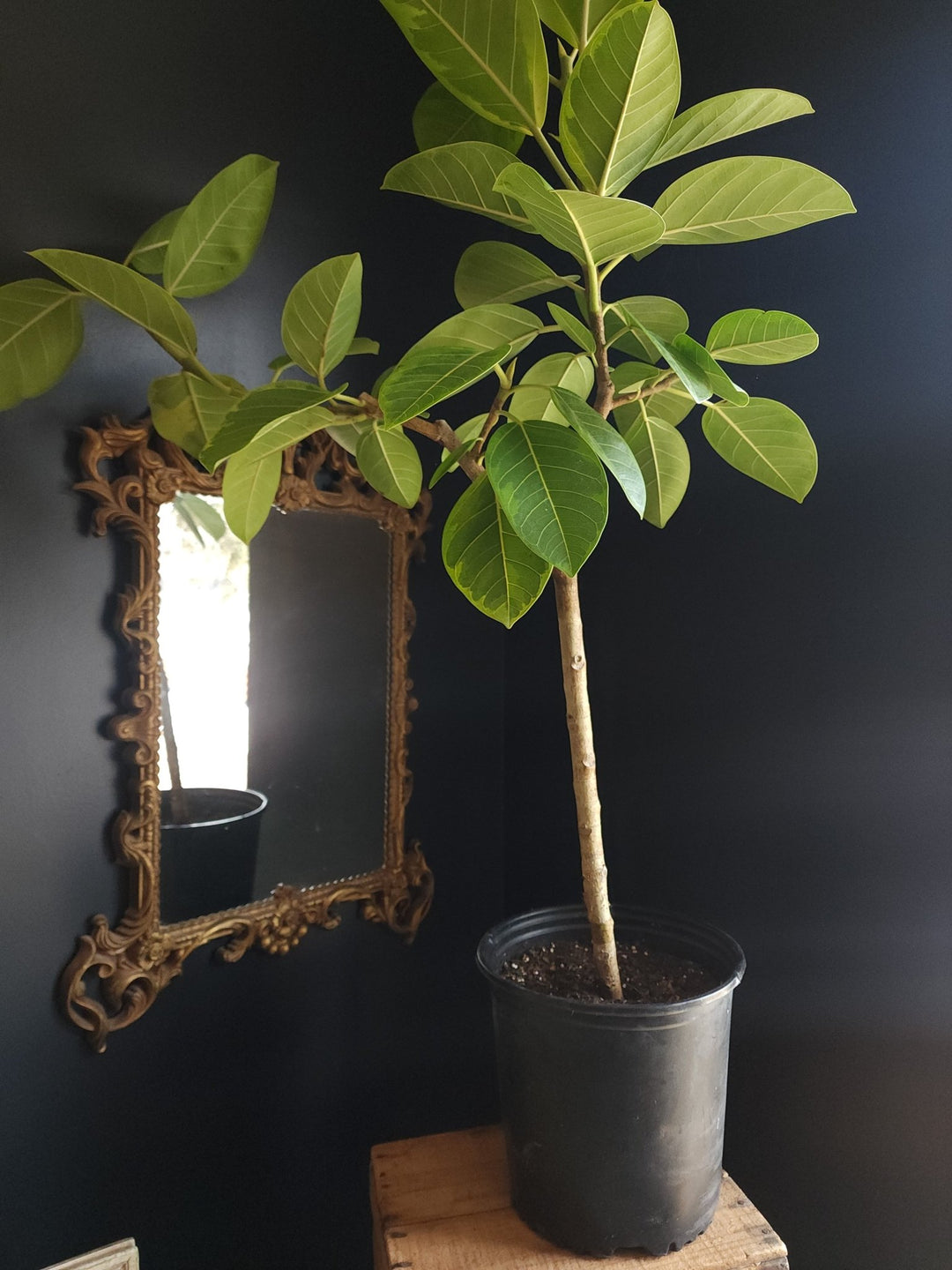 10" Ficus altissima Std - Grow & Bloom Co.