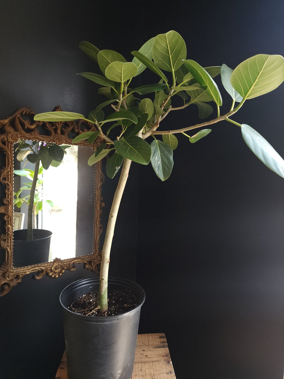 10" Ficus benghalensis 'Audrey' Std - Grow & Bloom Co.