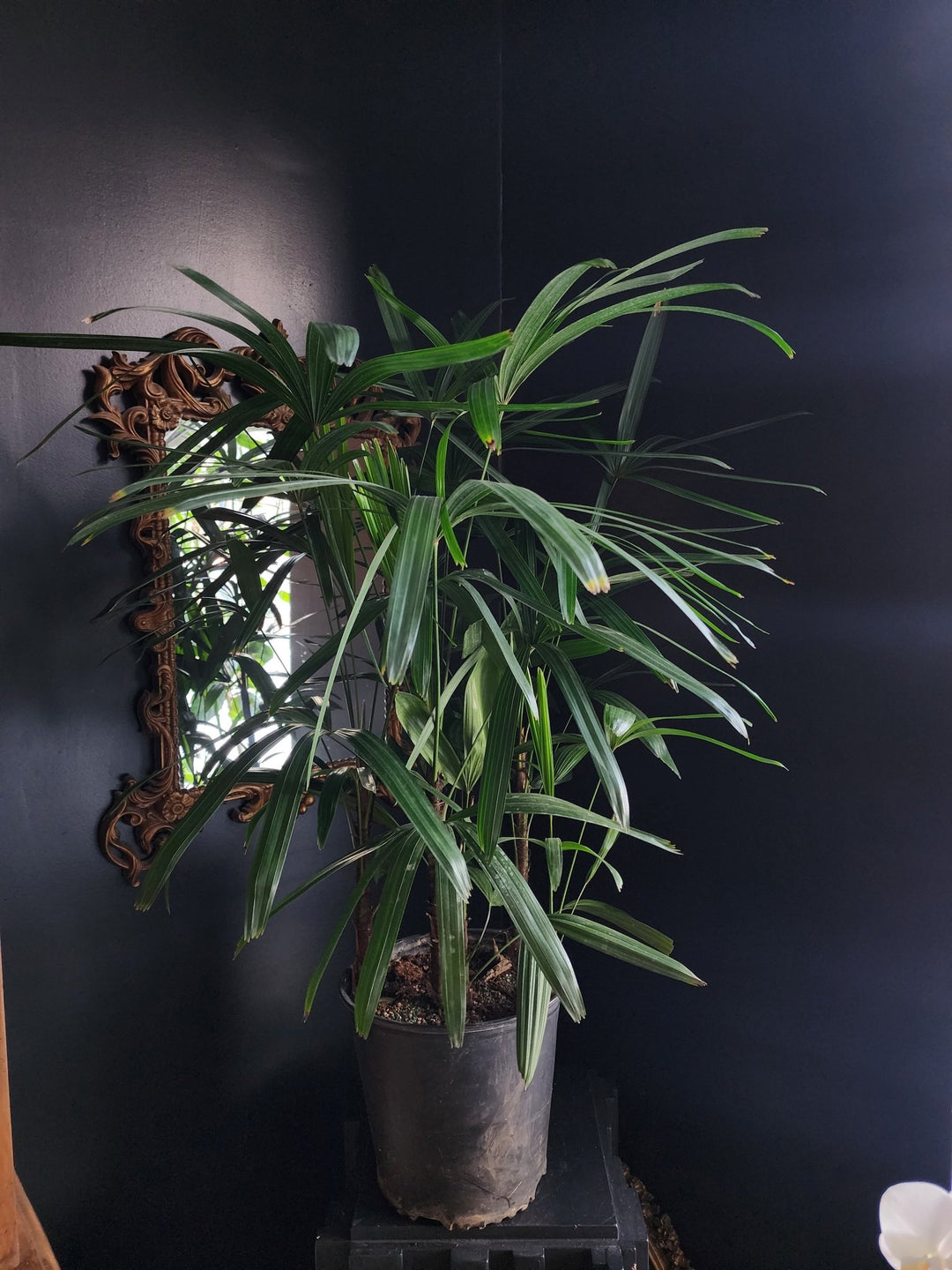 10" Rhapis excelsa - Lady finger Palm - Grow & Bloom Co.