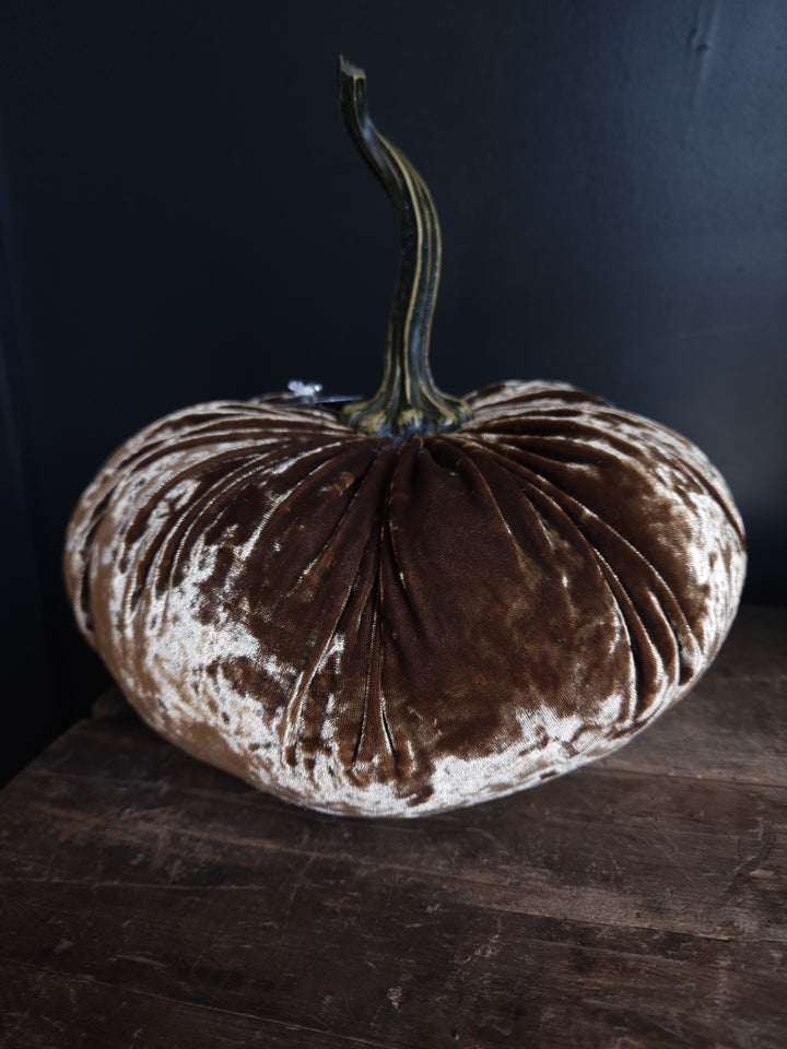 Velvet Pumpkin  Large - Grow & Bloom Co.