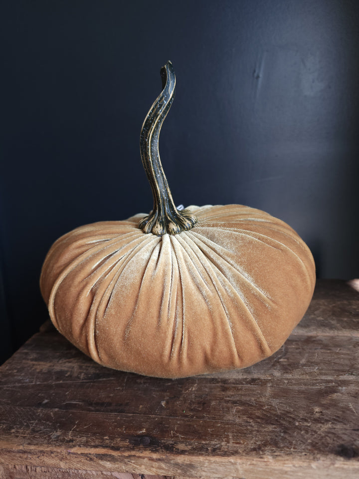 Velvet Pumpkin  Large - Grow & Bloom Co.