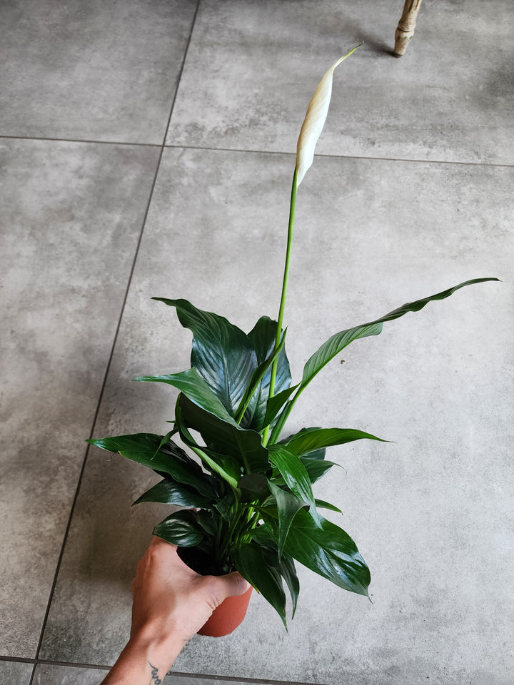 5" Spathiphyllum wallisii - Peace Lily