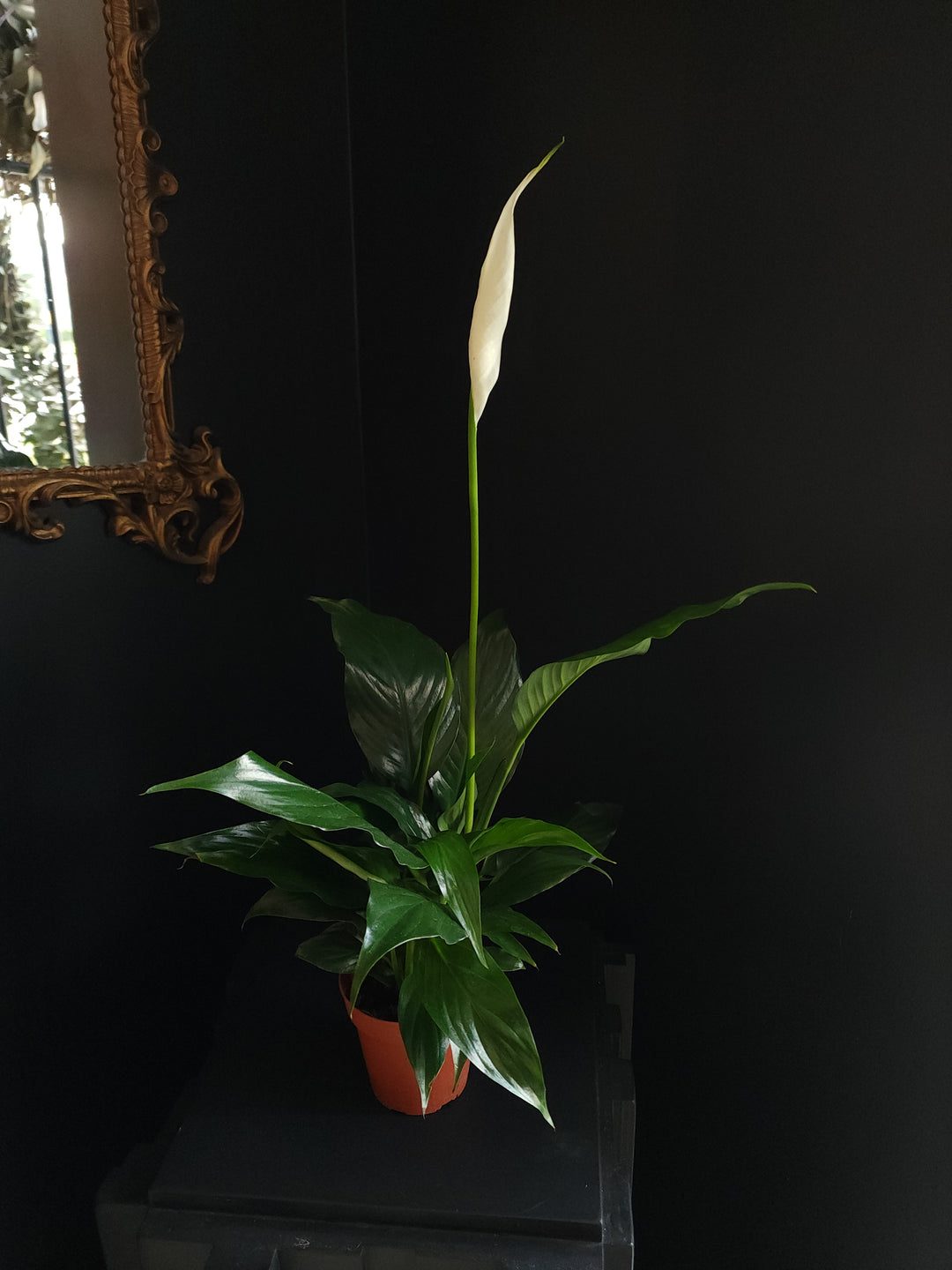 5" Spathiphyllum wallisii - Peace Lily