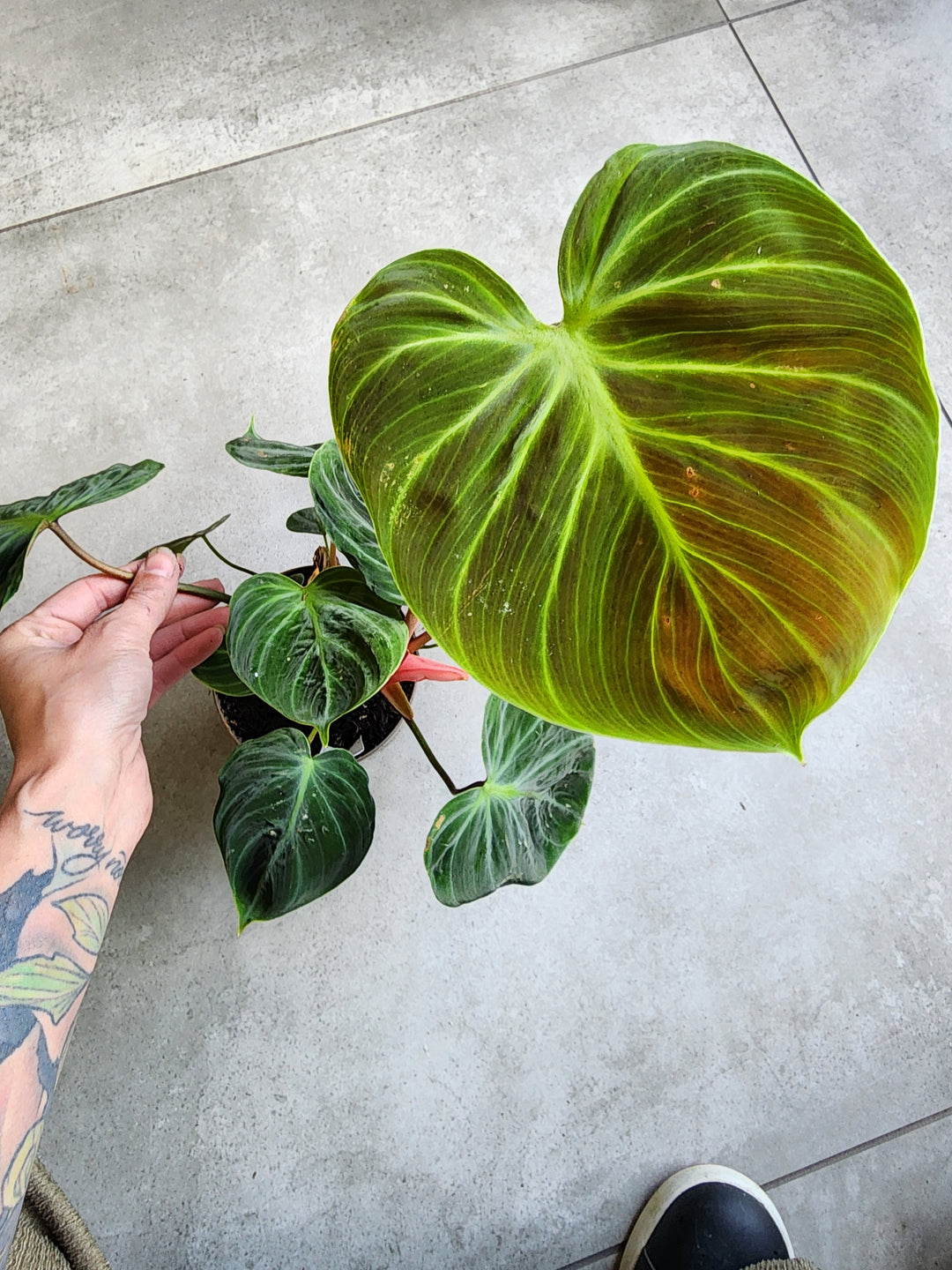 5" Philodendron 'Choco Red'