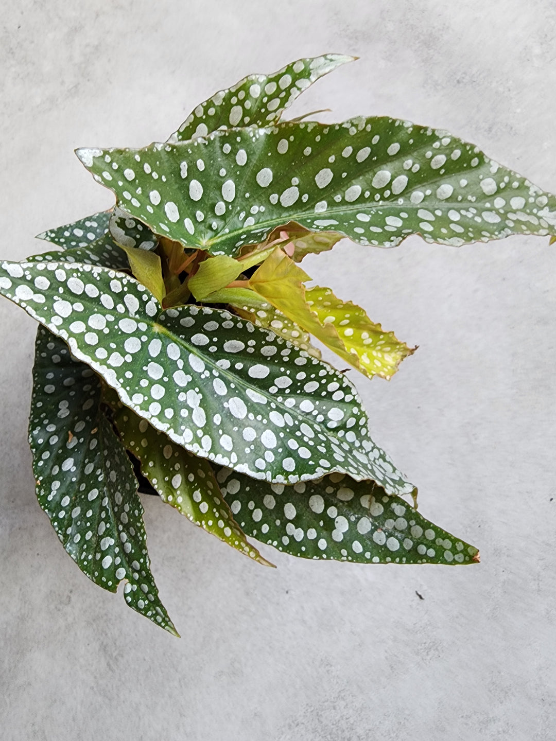 5" Begonia albo-picta 'Rosea' - Polka Dot Angel Wing Begonia