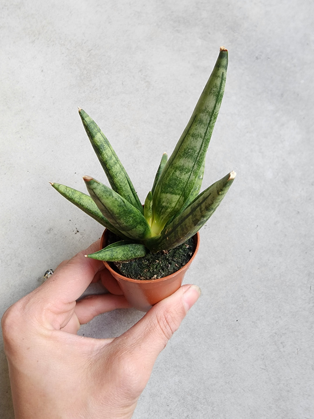 2.5" Dracaena broncellensis 'Hedgehog' - Hedgehog Snake Plant