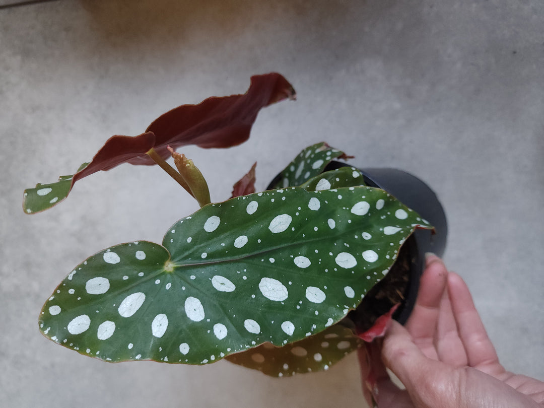 5" Begonia maculata 'Wightii'