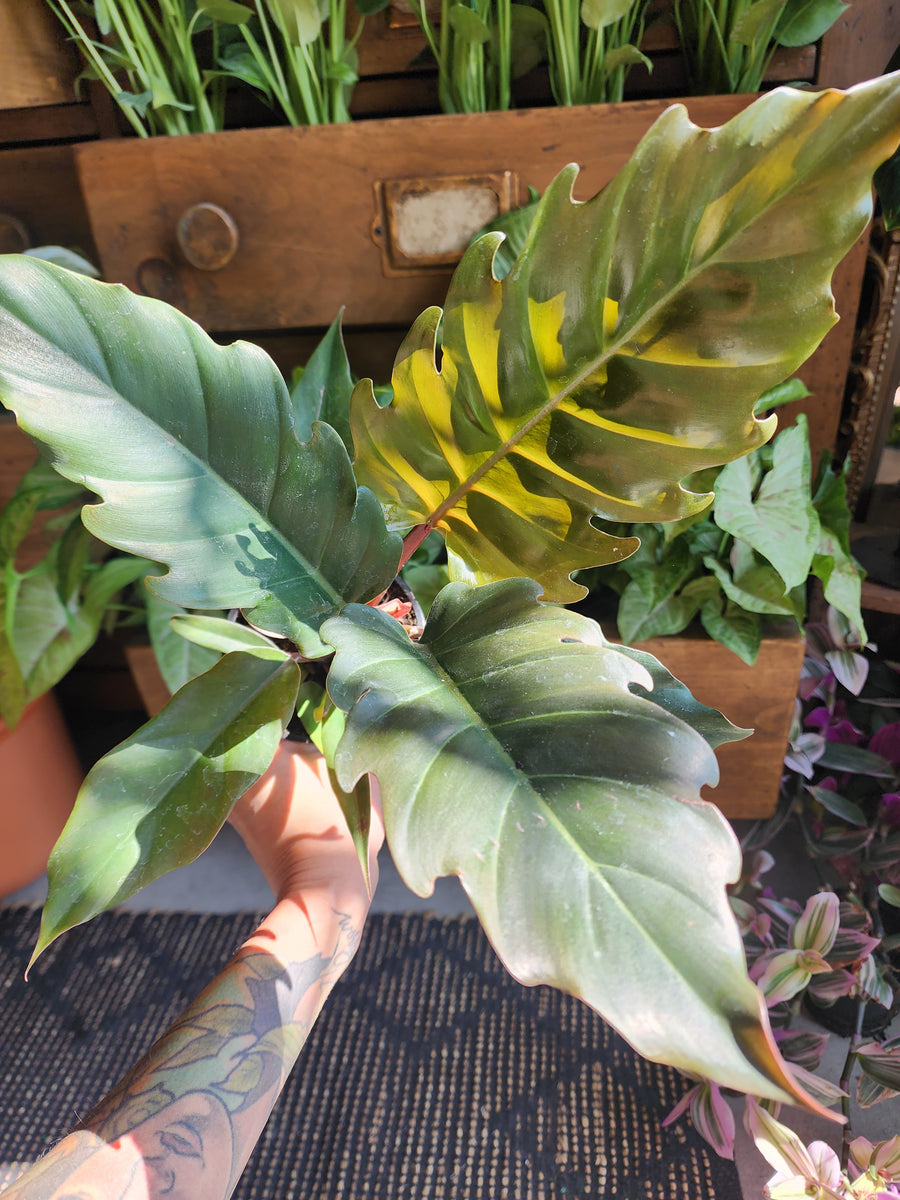 4" Philodendron 'Choco Empress' - Grow & Bloom Co.