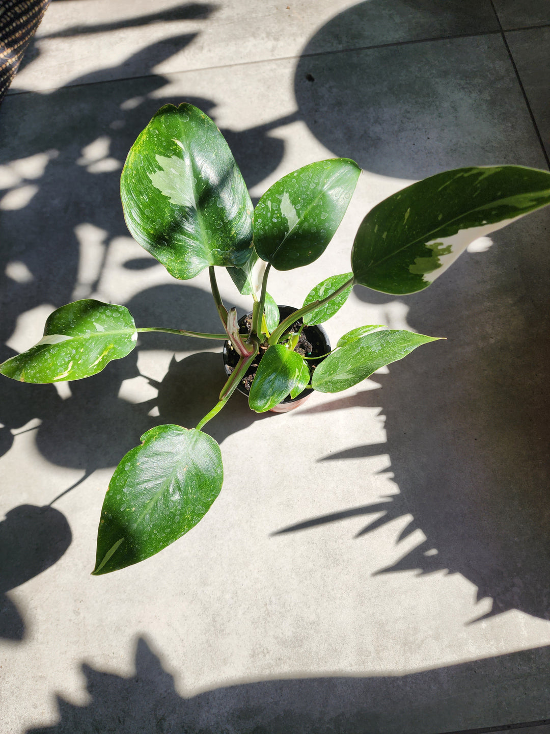 4" Philodendron 'White Princess'