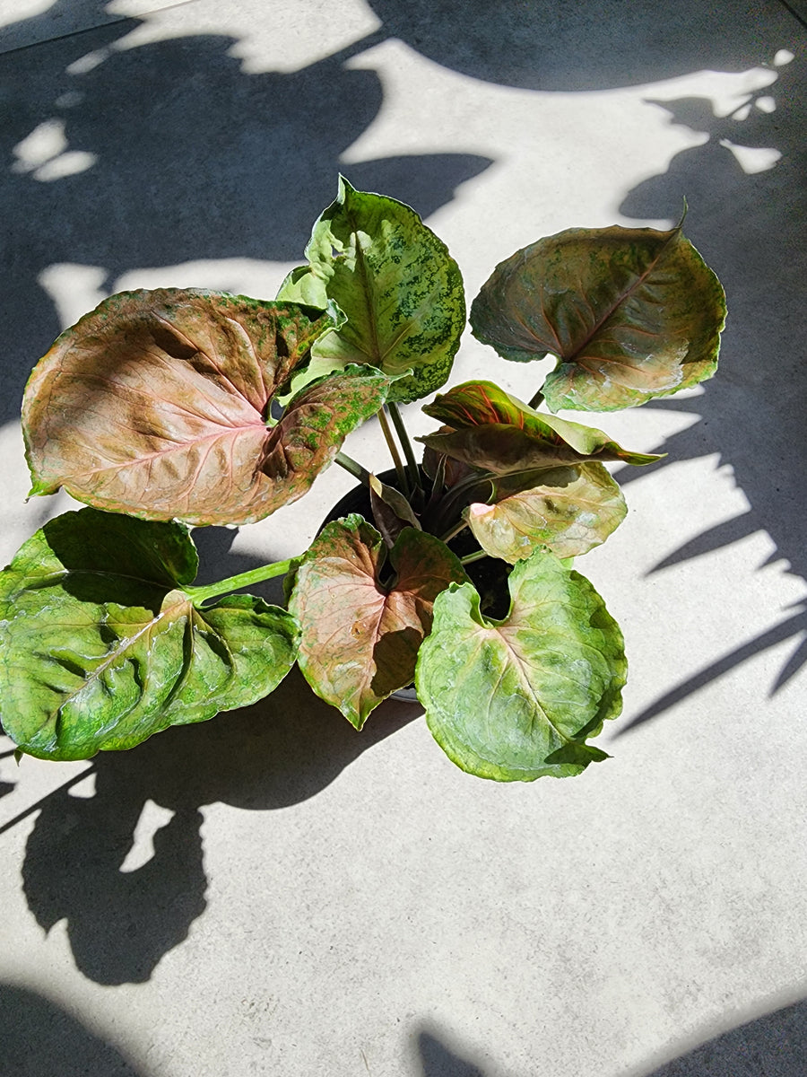 4" Syngonium nephthytis 'Strawberry Ice' - Grow & Bloom Co.