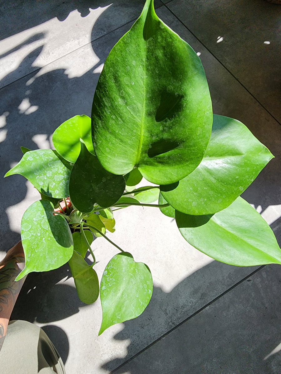 4" Monstera Deliciosa - Swiss Cheese Plant - Grow & Bloom Co.