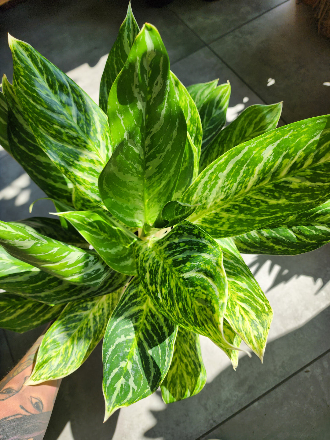 6" Aglaonema 'Golden Madonna'