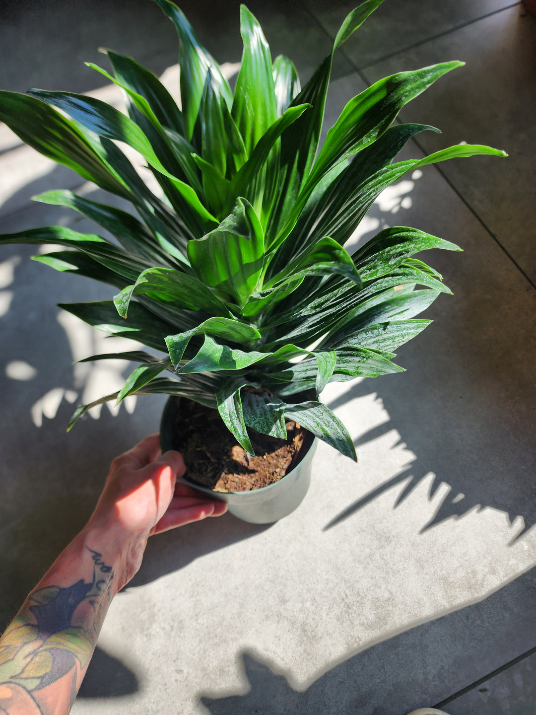 6" Dracaena reflexa 'Janet Craig Compacta'