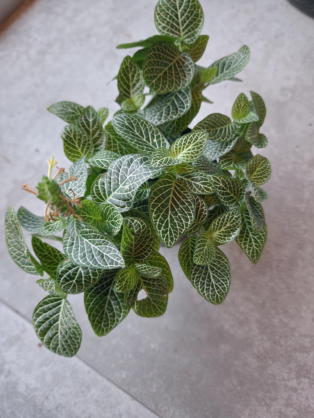 4" Fittonia albivensis