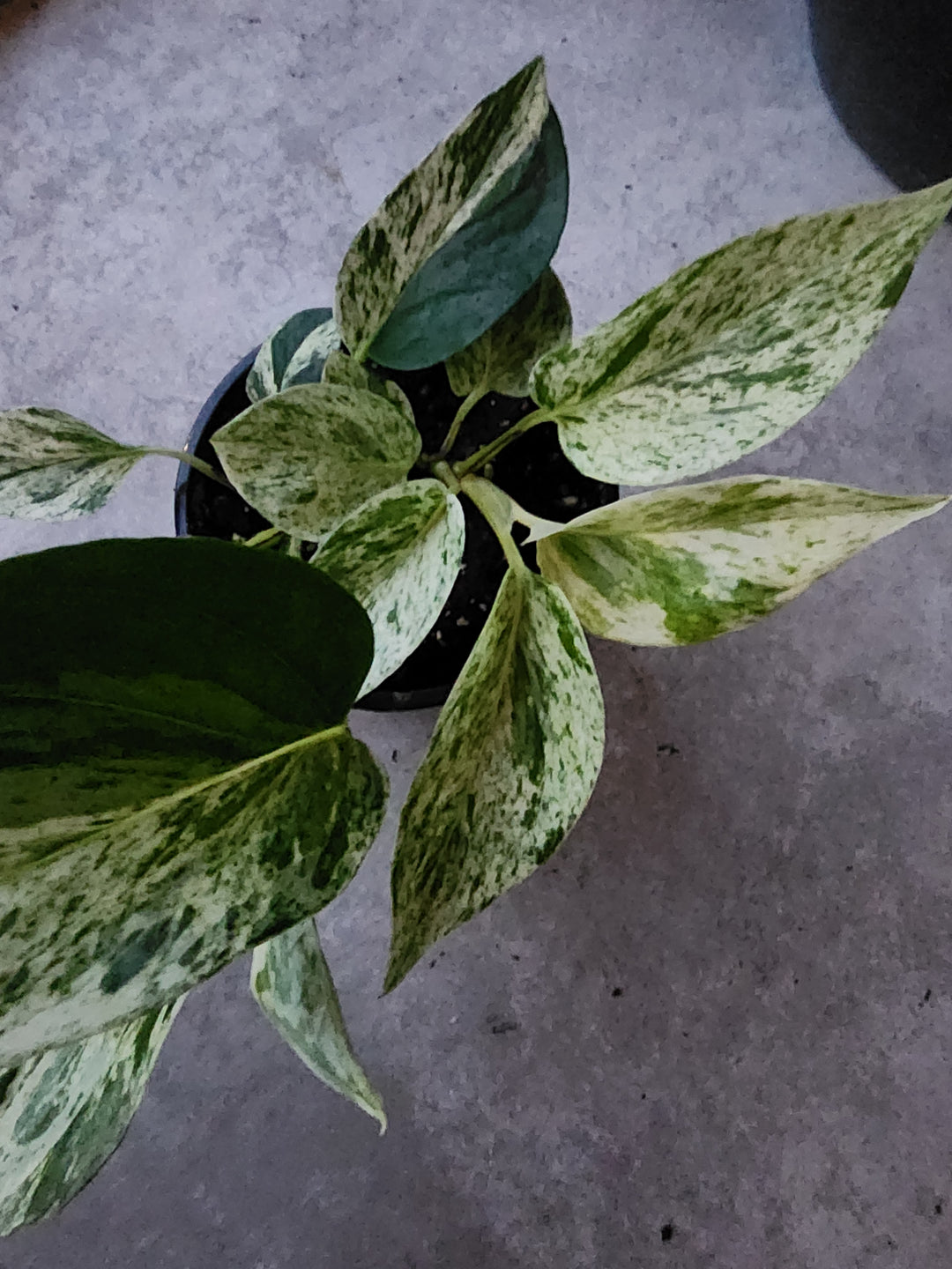 4" Epipremnum aureum 'marble queen'