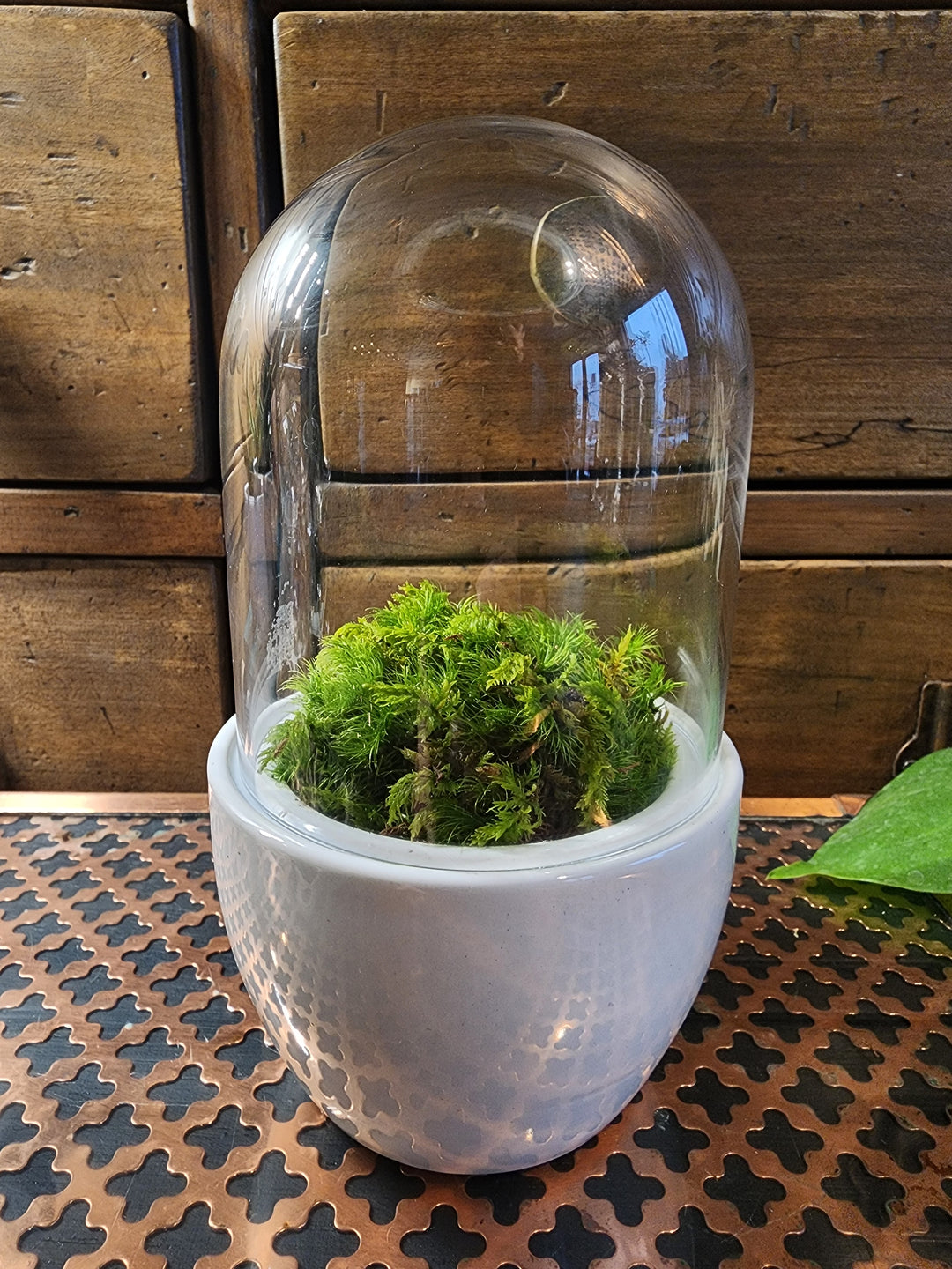 My Pet Moss Terrarium