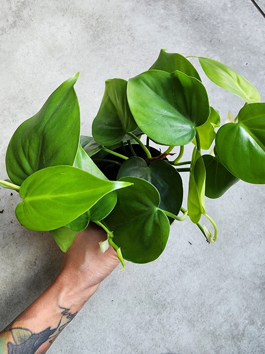 3.5" Philodendron cordatum - Heart Leaf Philodendron - Grow & Bloom Co.