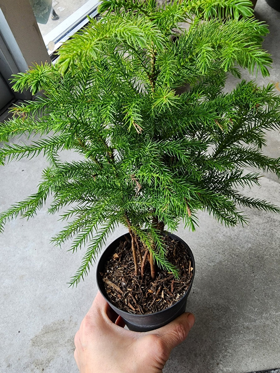 4" Araucaria heterophylla - Norfolk Island Pine - Grow & Bloom Co.