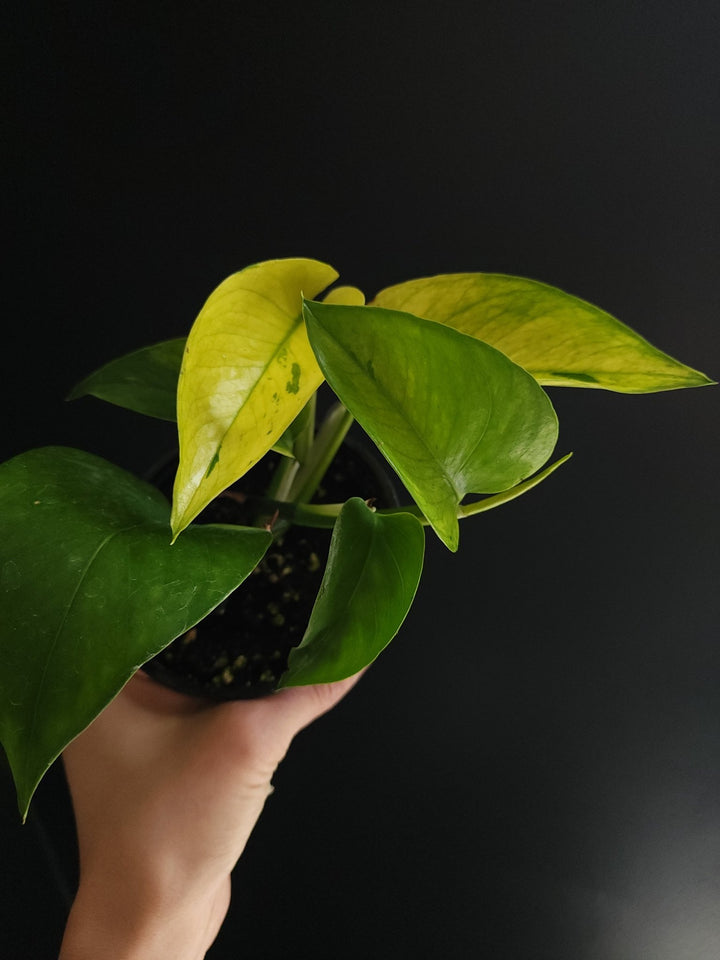 4" epipremnum aureum 'Jessenia' - Grow & Bloom Co.