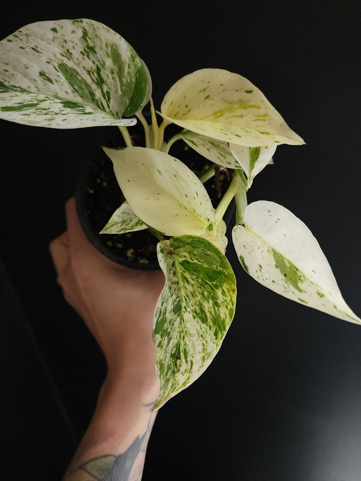 4" Epipremnum aureum 'Snow Queen' - Grow & Bloom Co.