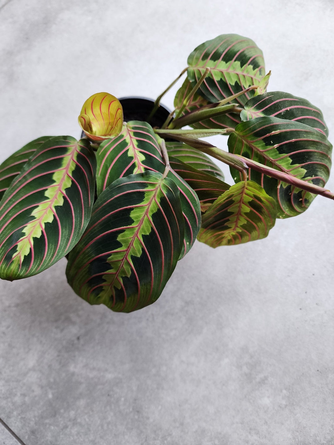 4" Maranta leuconeura 'Erythroneura' - Grow & Bloom Co.