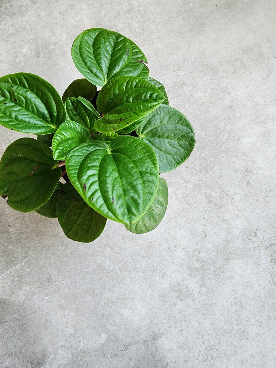 4" Peperomia albovittata 'Rana Verde' - Grow & Bloom Co.