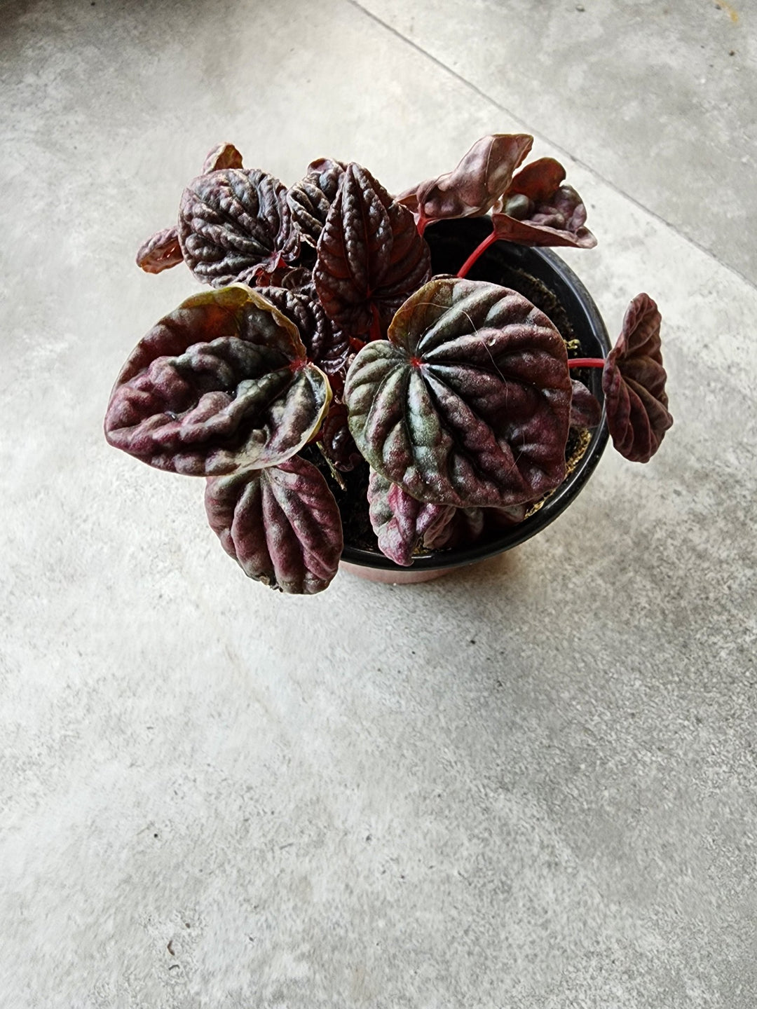 4" Peperomia caperata 'Luna Red' - Grow & Bloom Co.