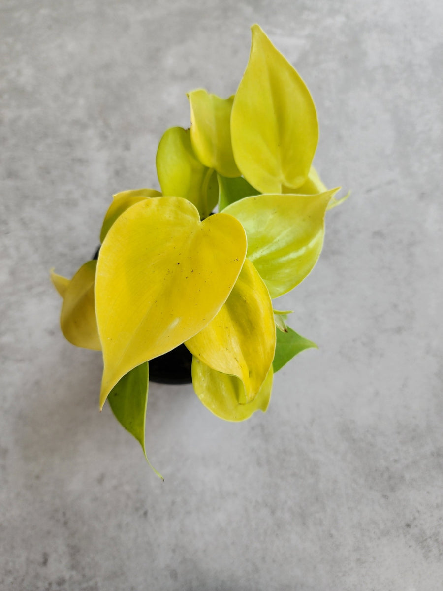 4" Philodendron cordatum 'Lemon Lime' - Grow & Bloom Co.