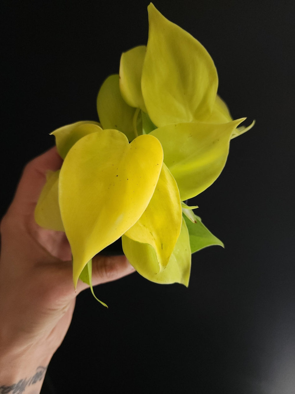 4" Philodendron cordatum 'Lemon Lime' - Grow & Bloom Co.