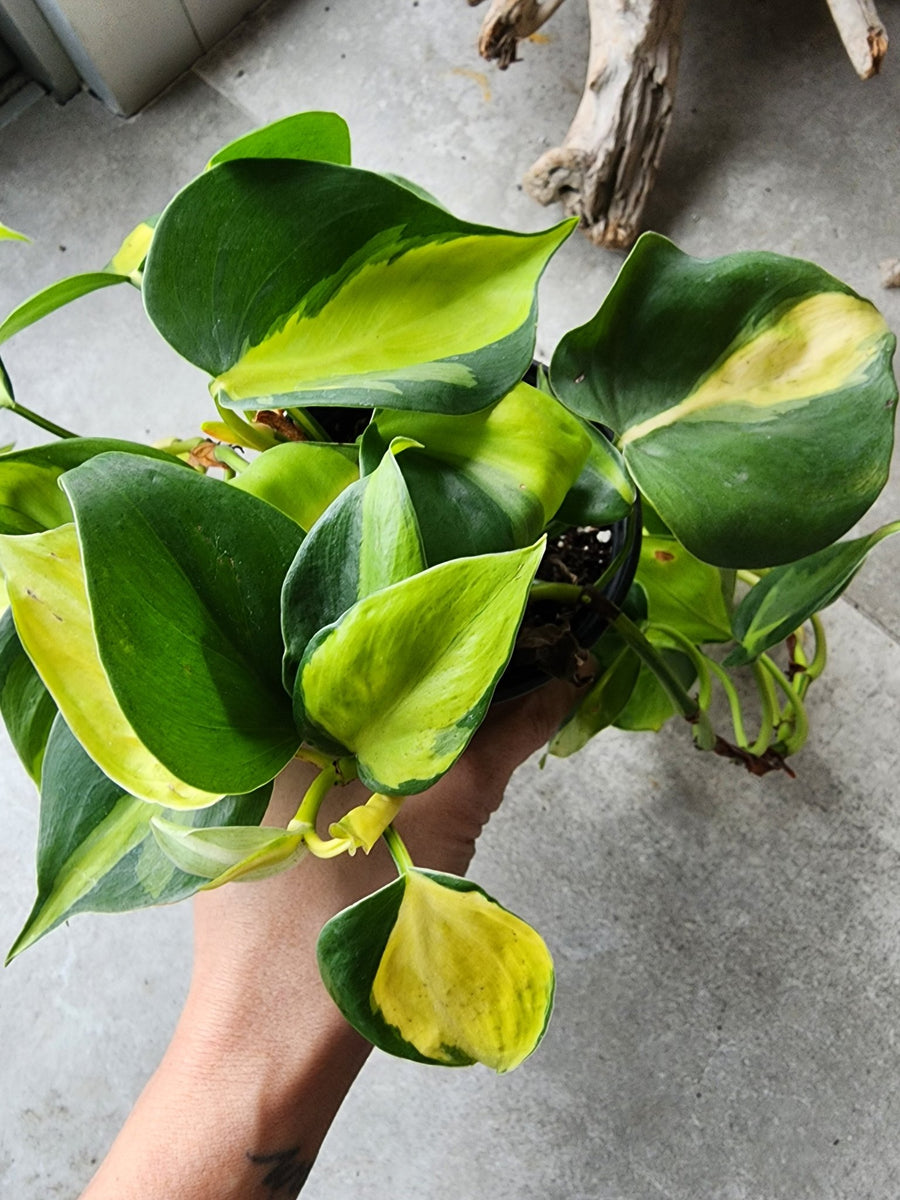 4" Philodendron hederaceum 'Brasil' - Grow & Bloom Co.