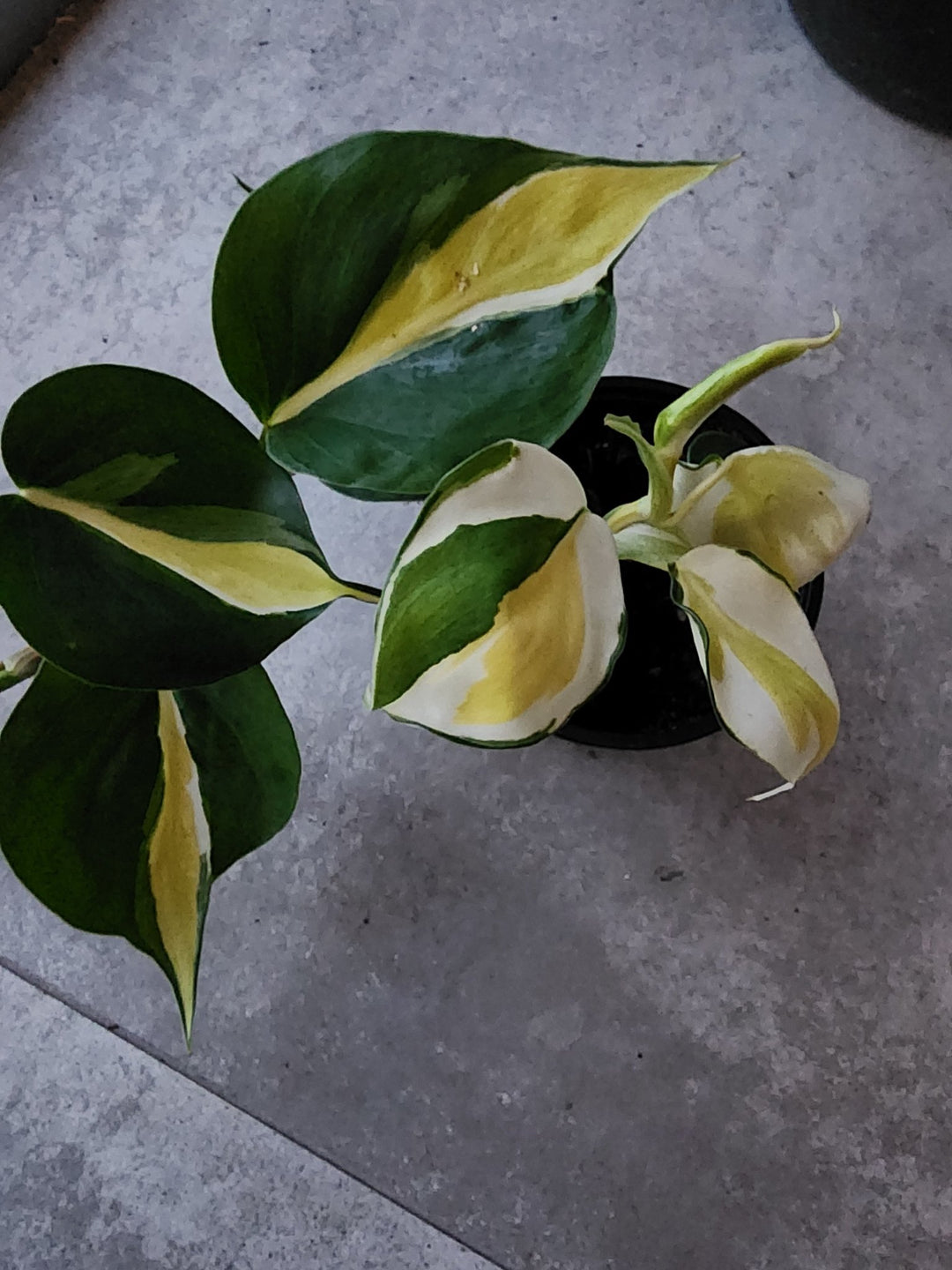 4" Philodendron hederaceum 'Cream Splash' - Grow & Bloom Co.