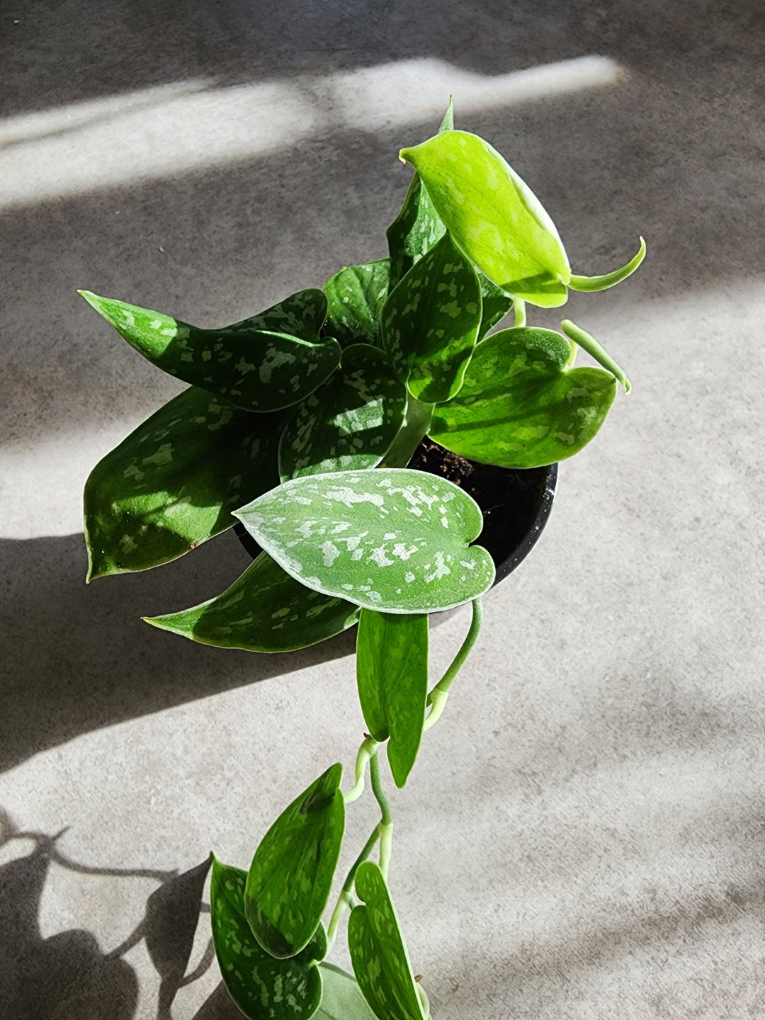 4" Scindapsis pictus - Silver Satin Pothos - Grow & Bloom Co.