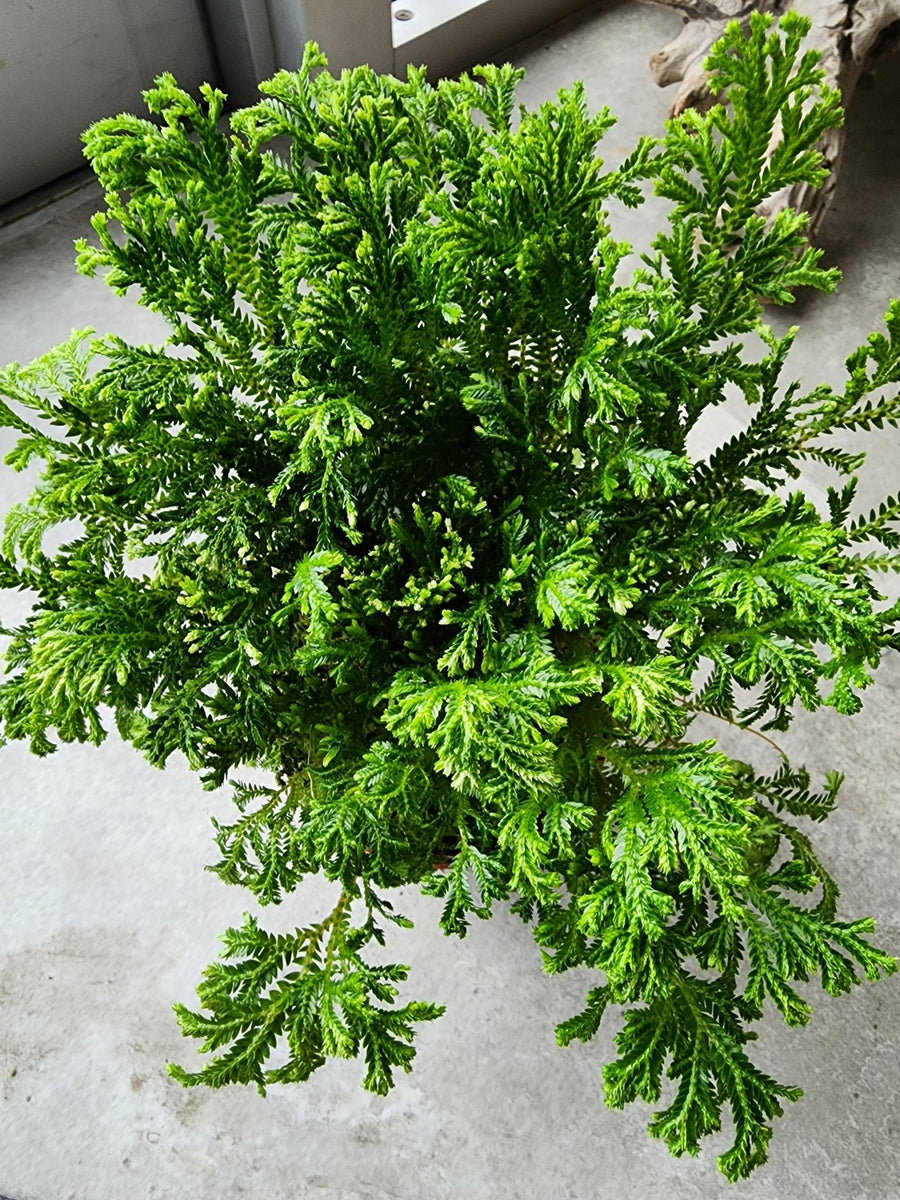 4" Selaginella kraussiana - Frosty Fern - Grow & Bloom Co.