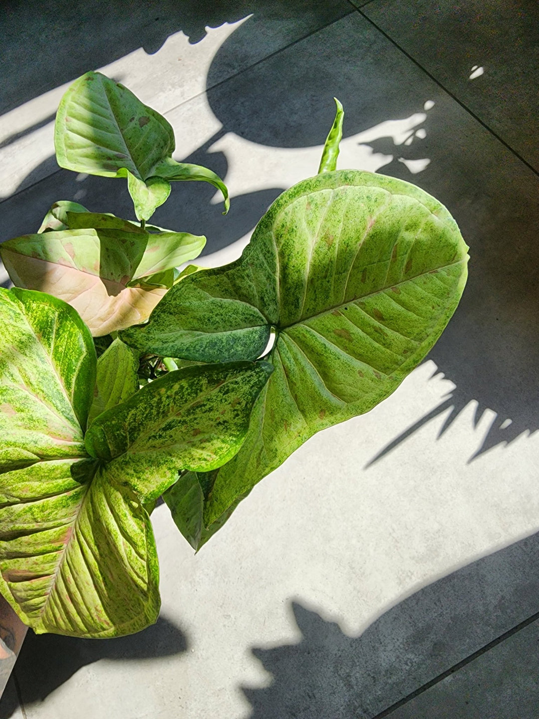 4" Syngonium nephthytis 'Confetti' - Grow & Bloom Co.