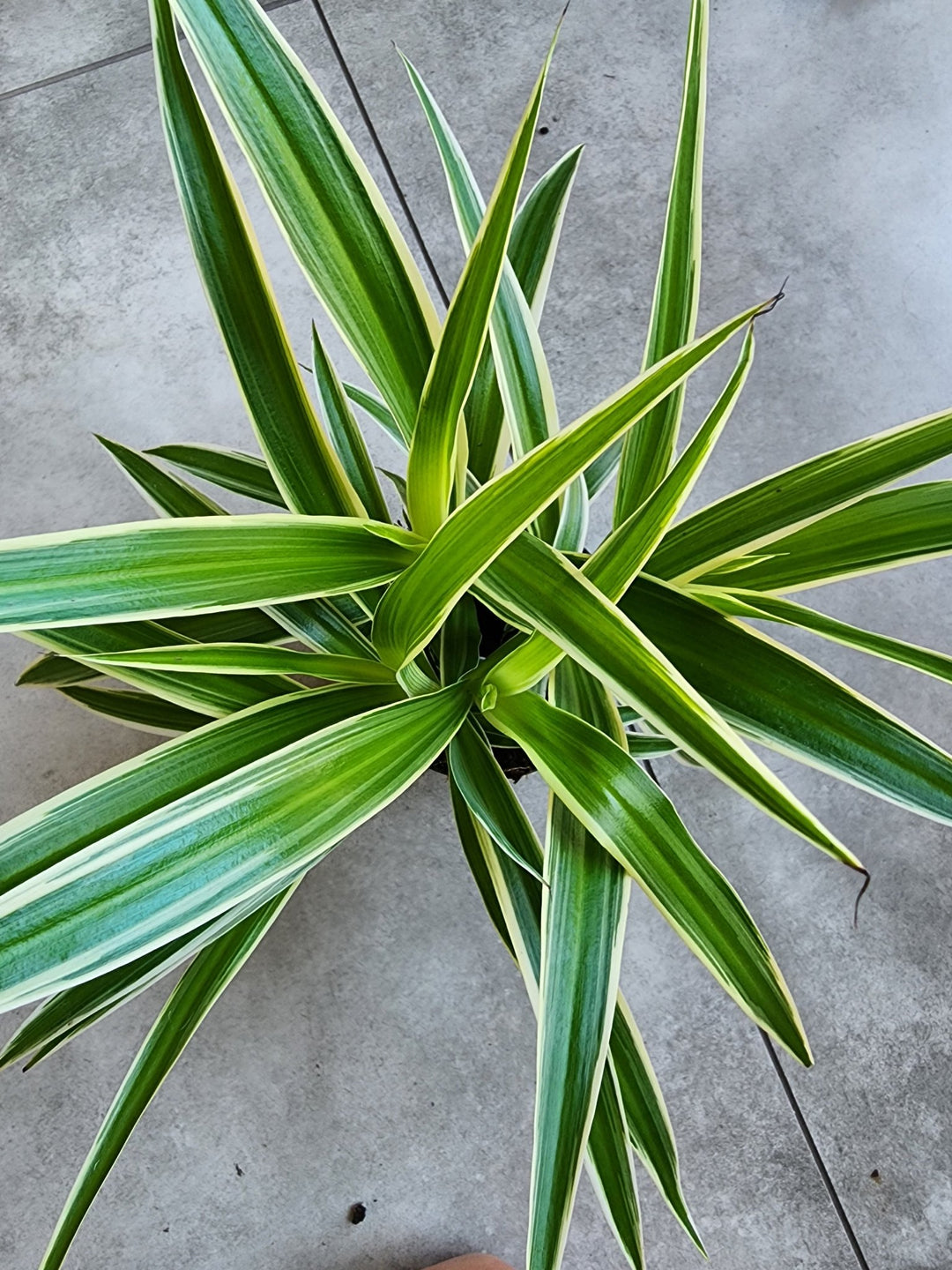 5" Chlorophytum comosum 'Ocean' - Ocean Spider Plant - Grow & Bloom Co.