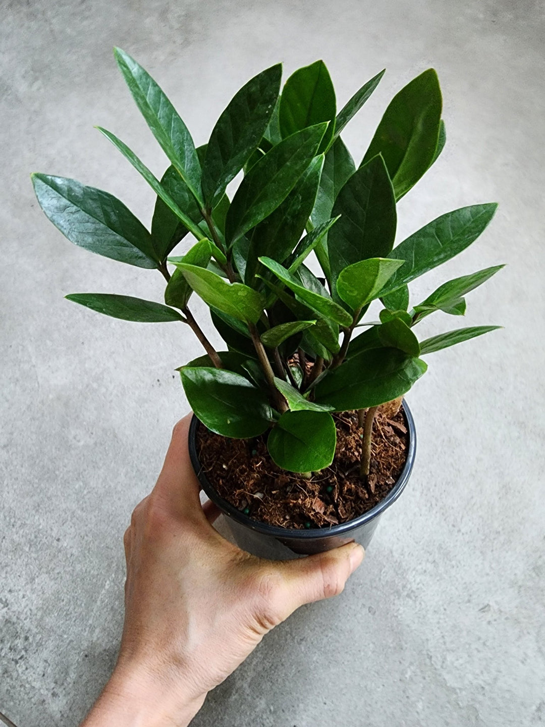 5" Zamioculcas zamiifolia - ZZ Plant - Grow & Bloom Co.