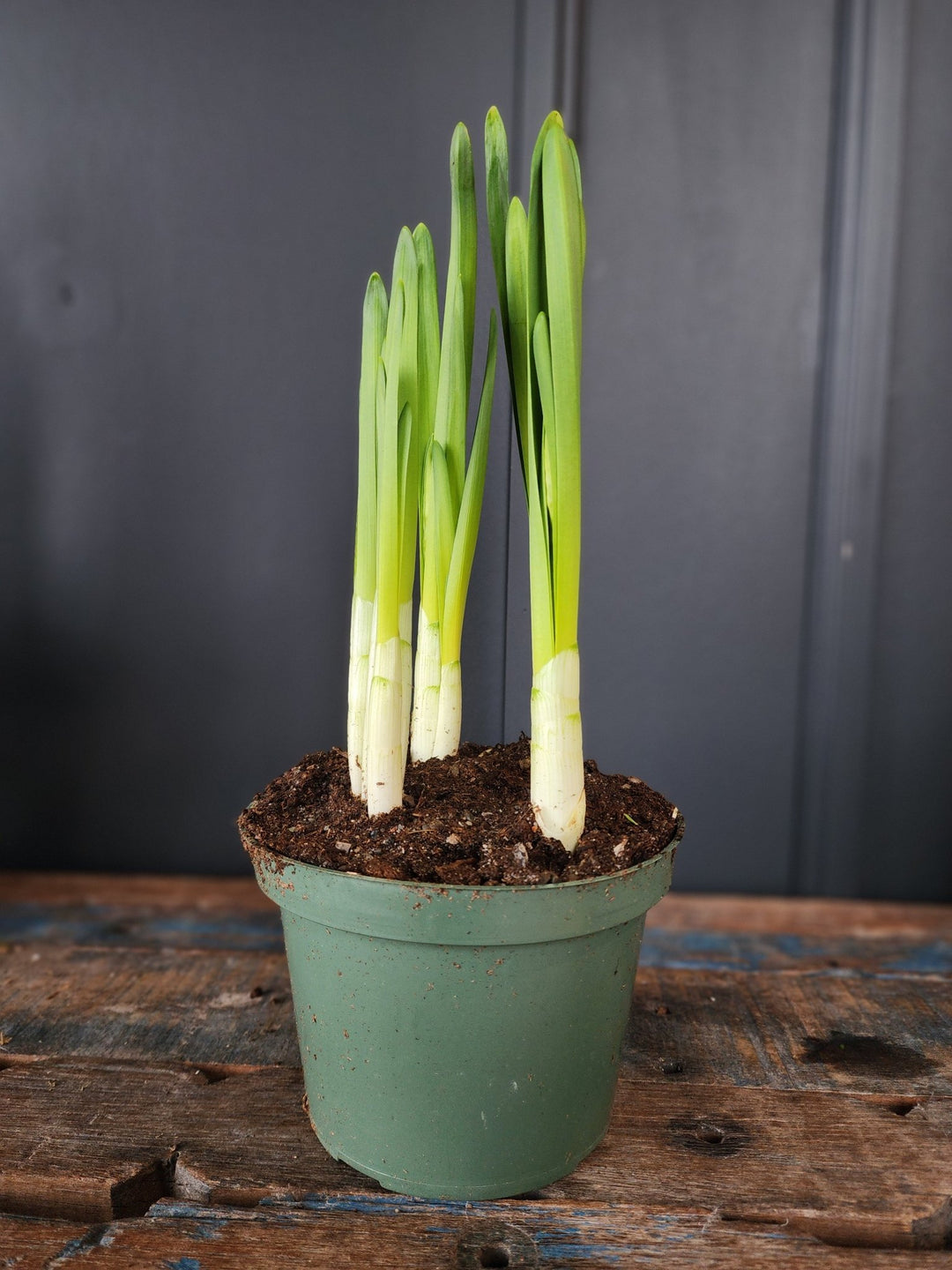 6" Narcissus papyraceus - Paperwhite bulbs - Grow & Bloom Co.