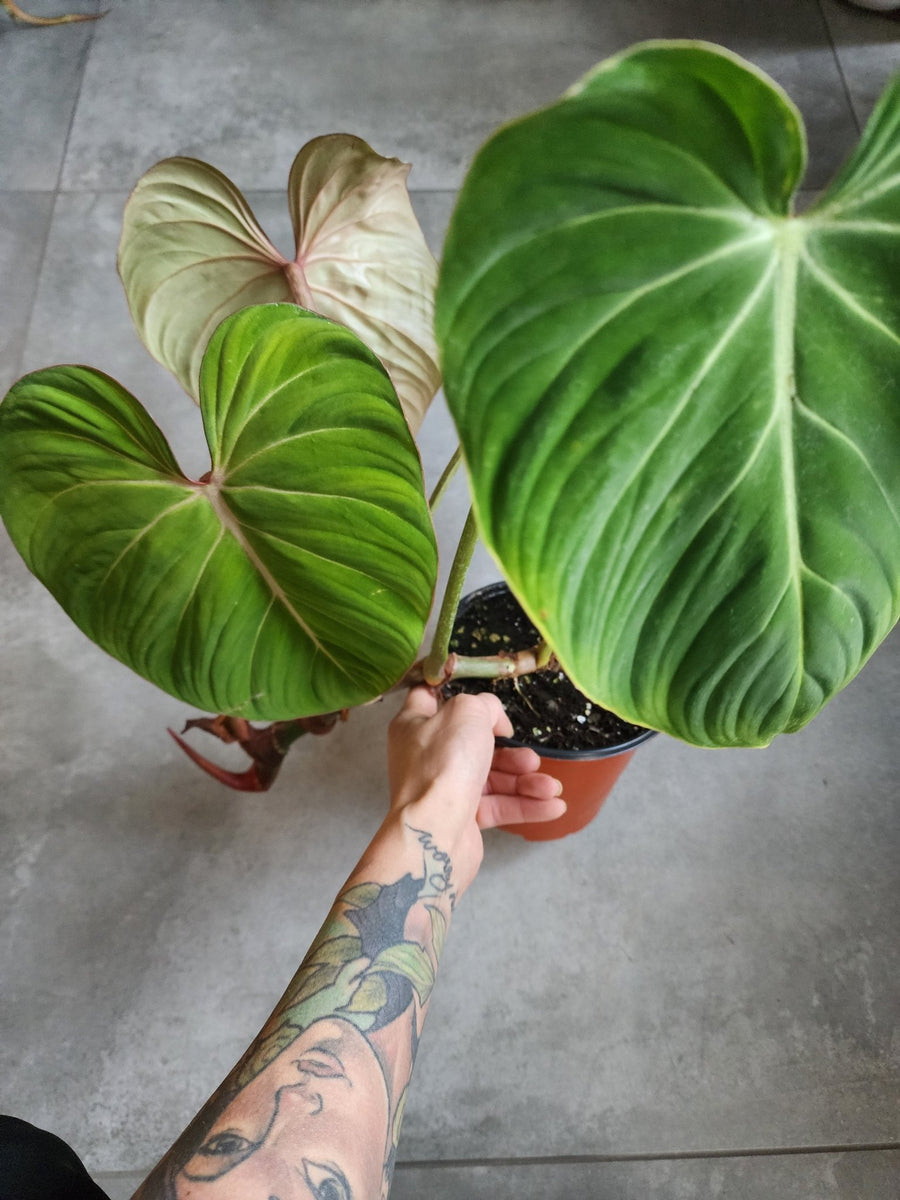 6" Philodendron gloriosum - Grow & Bloom Co.