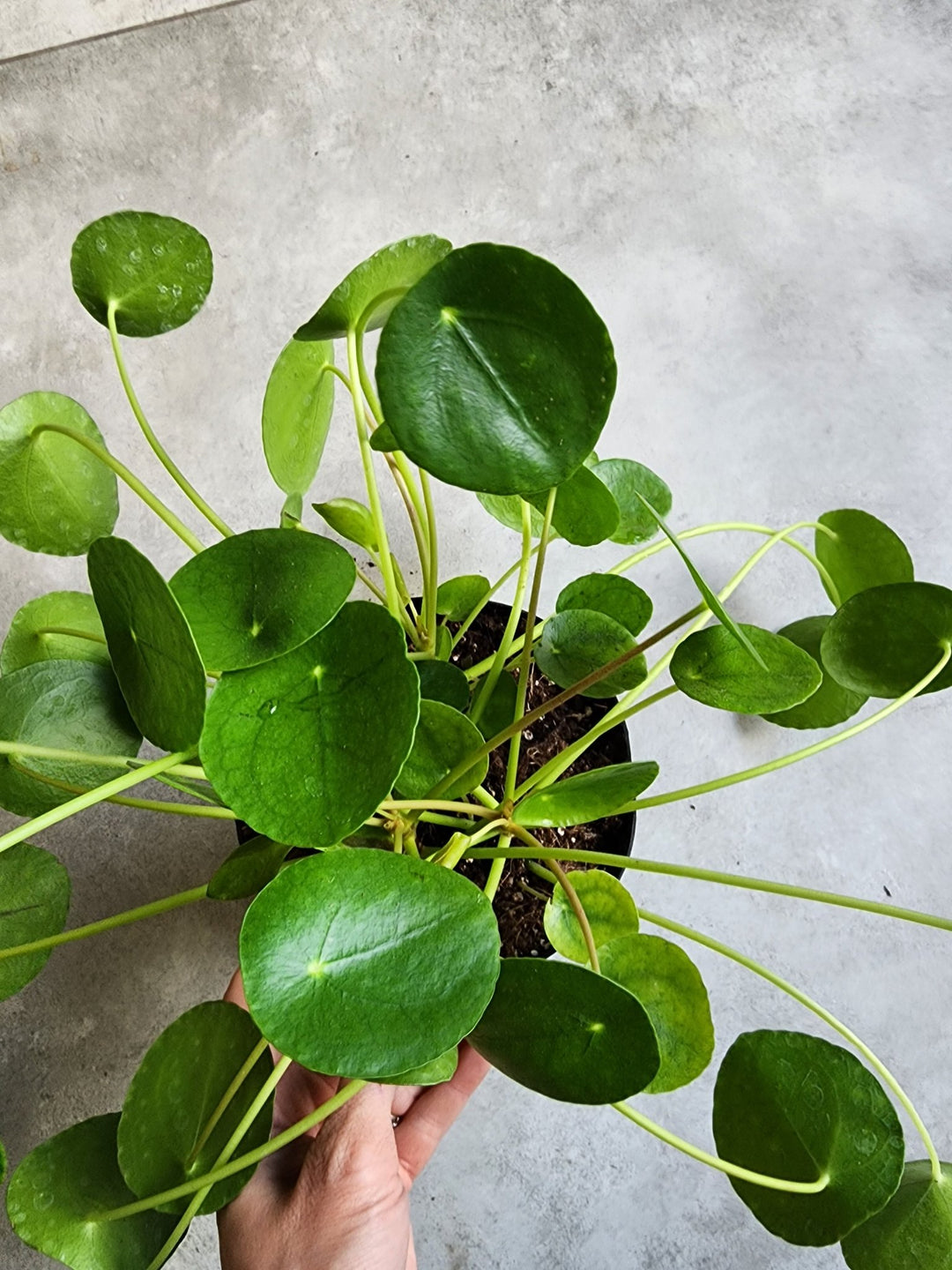 6" Pilea peperomiodies - Pancake Plant - Grow & Bloom Co.