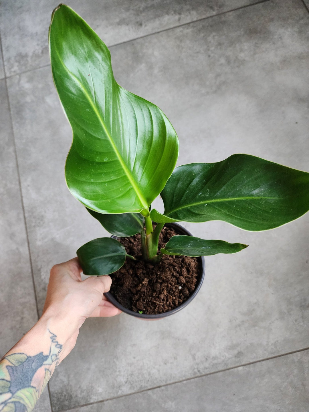 6" Strelitzia nicolai - White Bird of Paradise - Grow & Bloom Co.