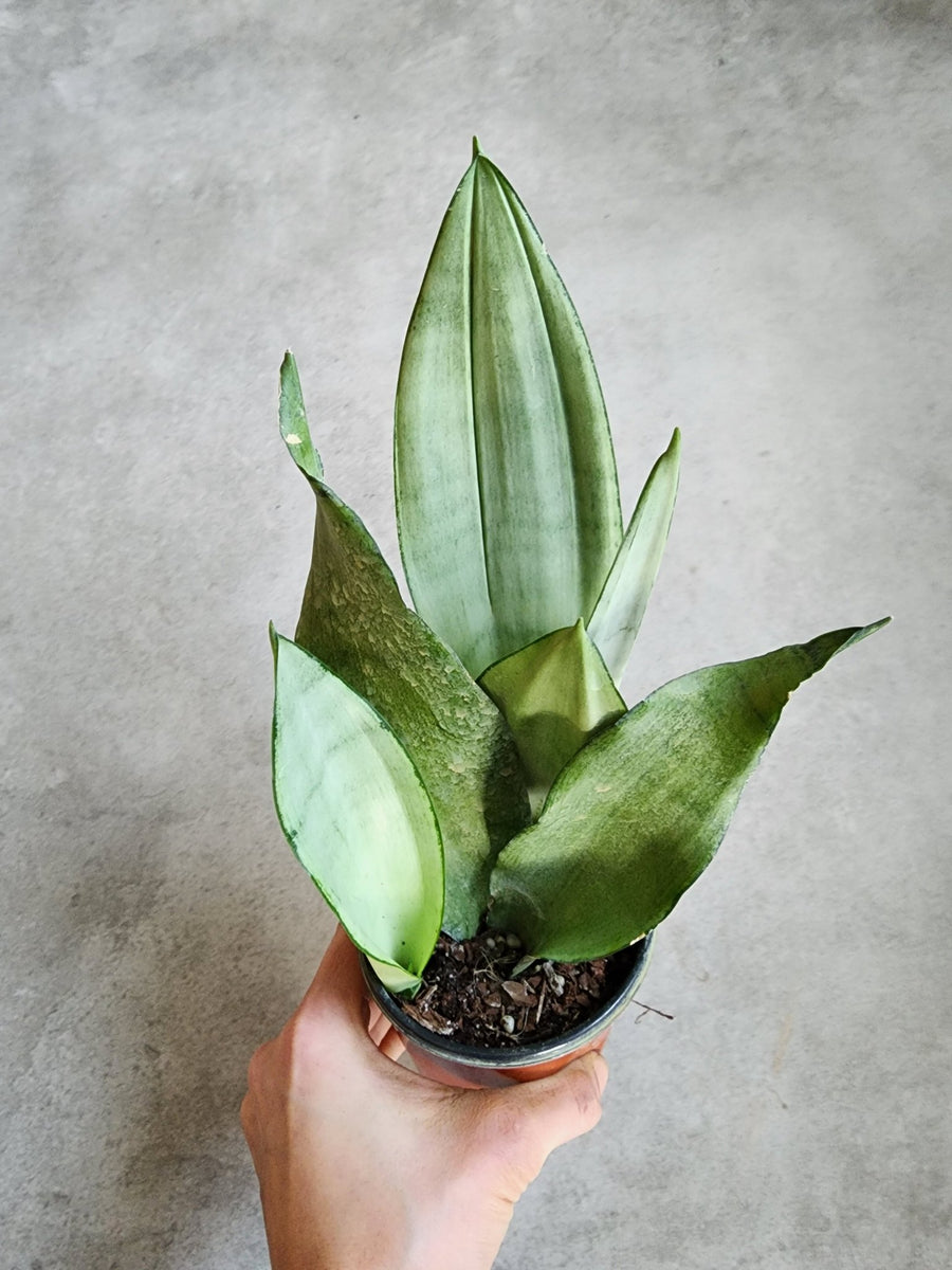 Dracaena trifasciata 'Moonshine' - Moonshine Snake Plant - Grow & Bloom Co.