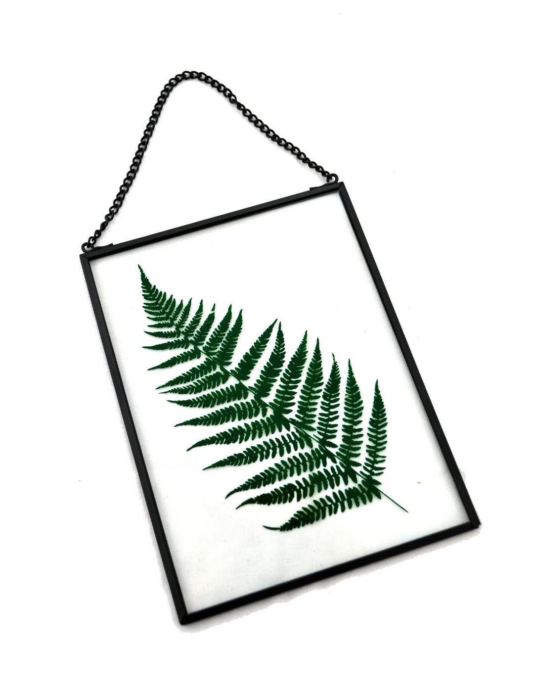 Hanging Glass Frame with Fern - Black - Grow & Bloom Co.