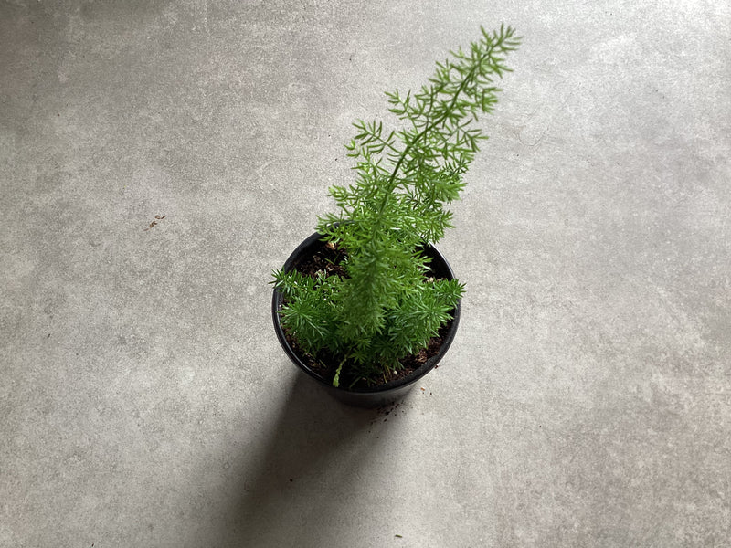 Asparagus Densiflorus, Foxtail Fern