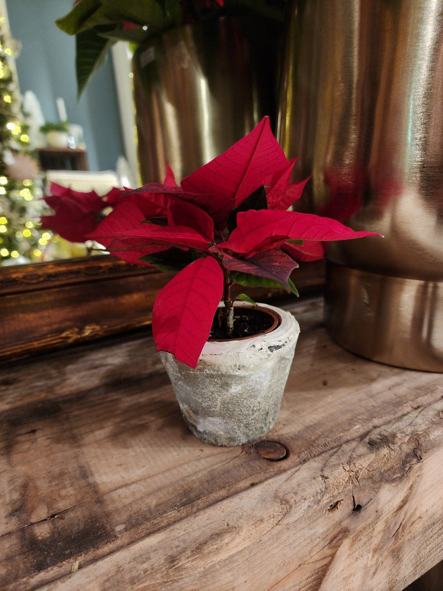 Mini Pointsettia in Pot - Grow & Bloom Co.