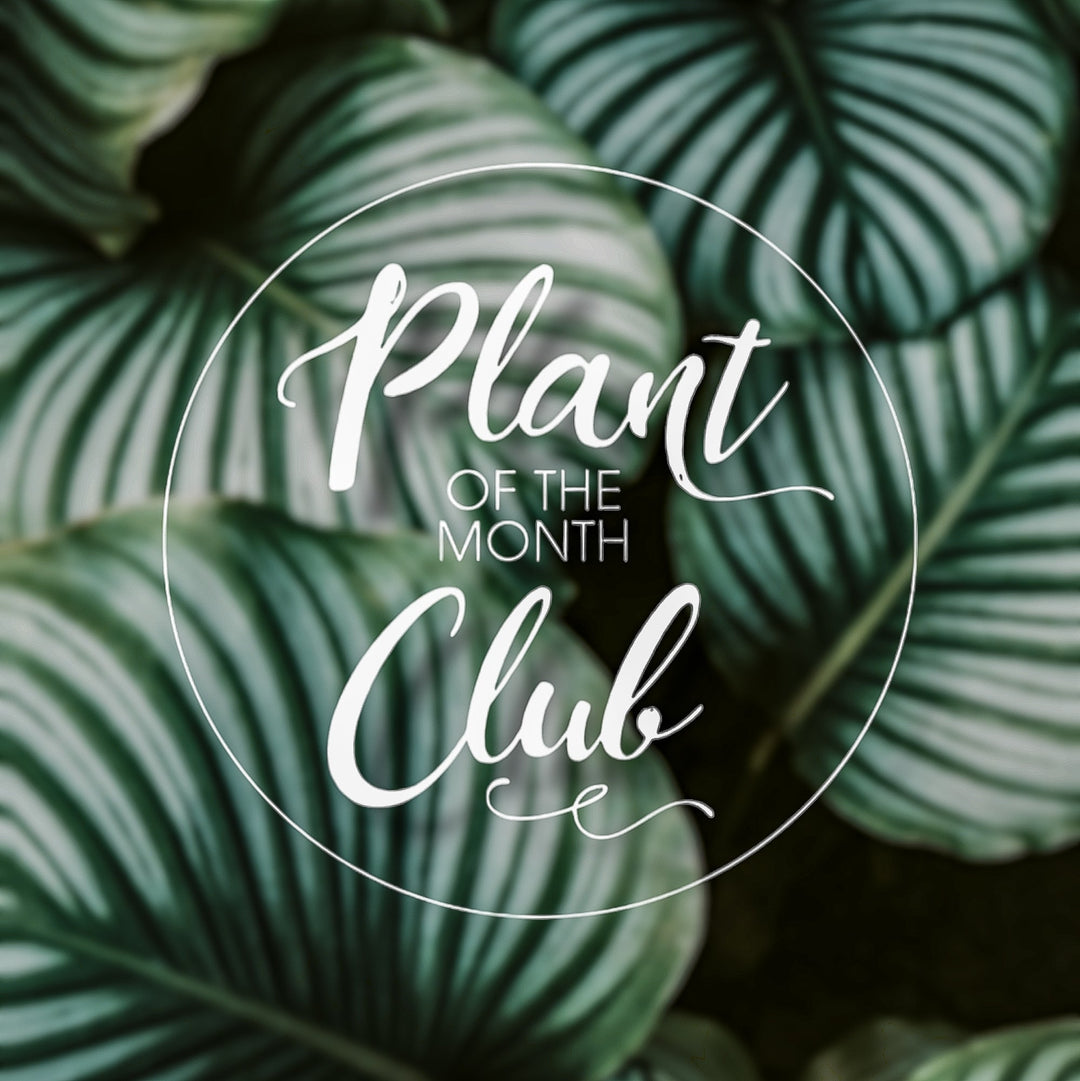 Plant of the Month Club Subscription - Grow & Bloom Co.