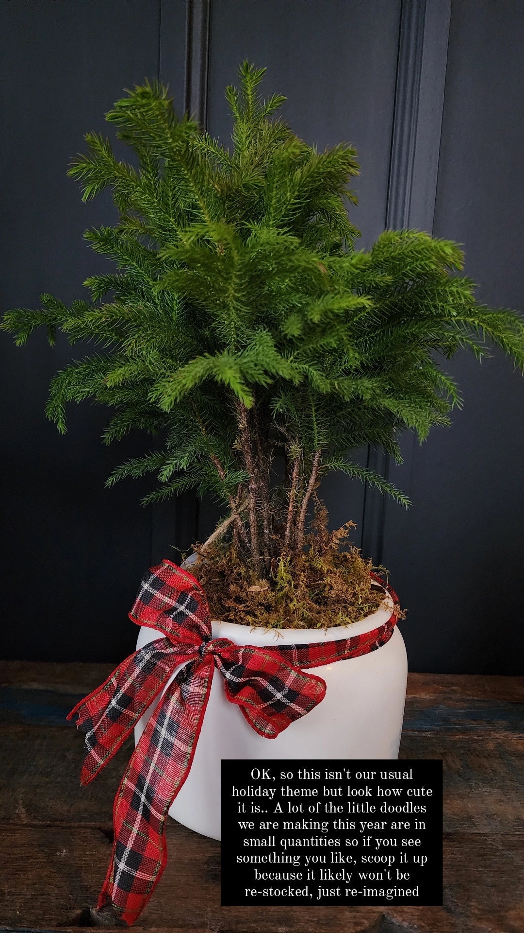 Potted Norfolk Pine - Grow & Bloom Co.