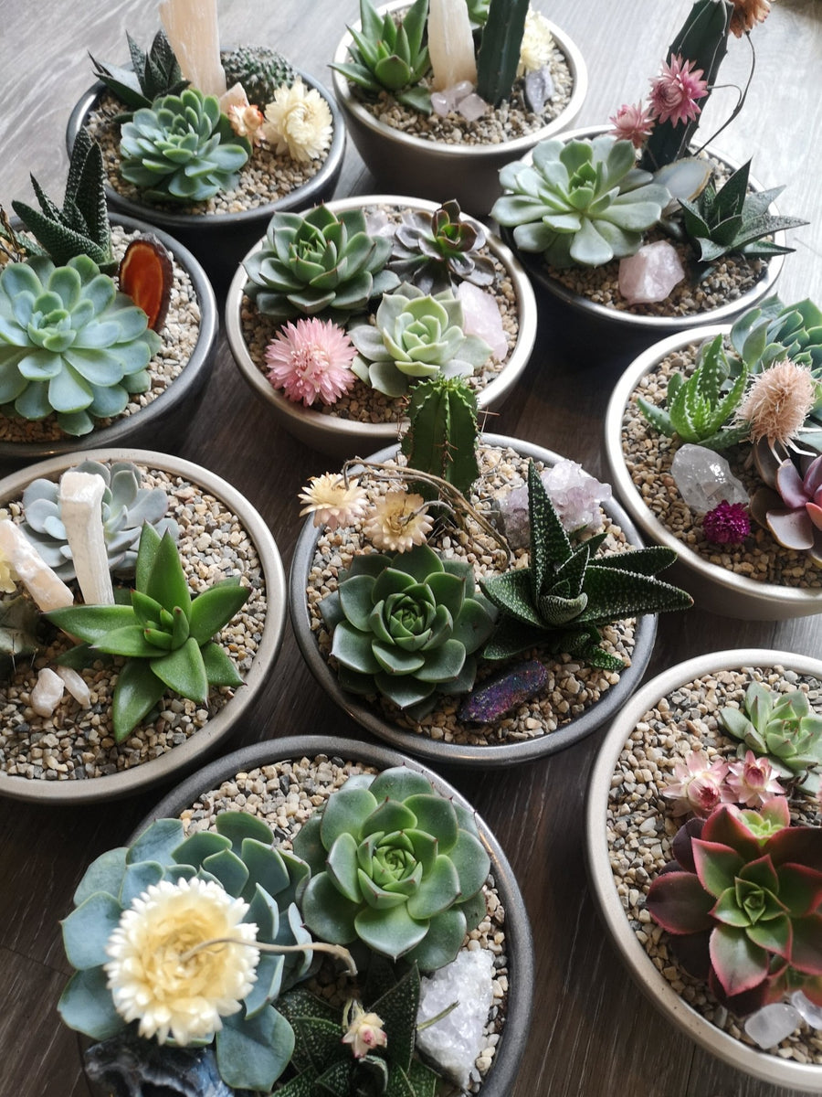 Succulent Dishy - Grow & Bloom Co.